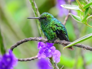  - Short-tailed Emerald