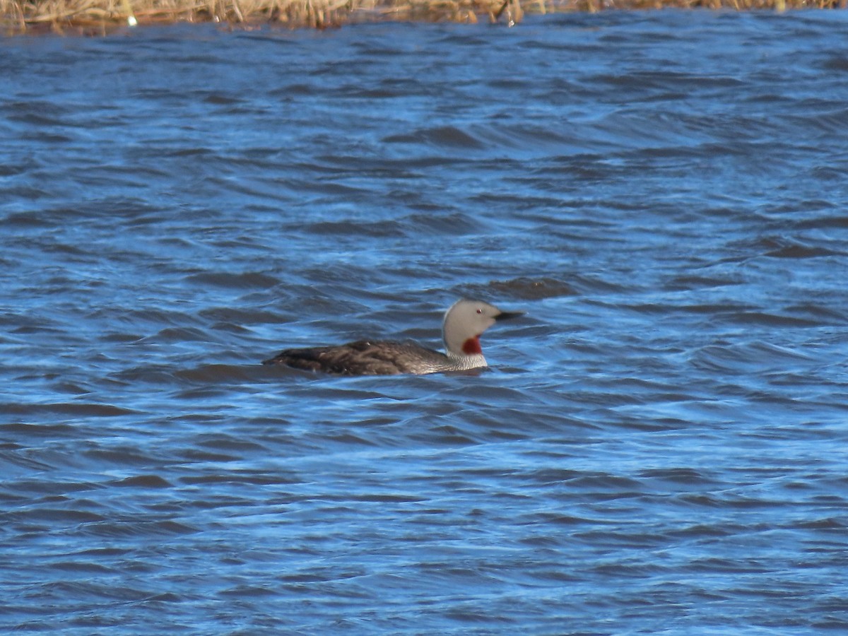 Red-throated Loon - ML582380161