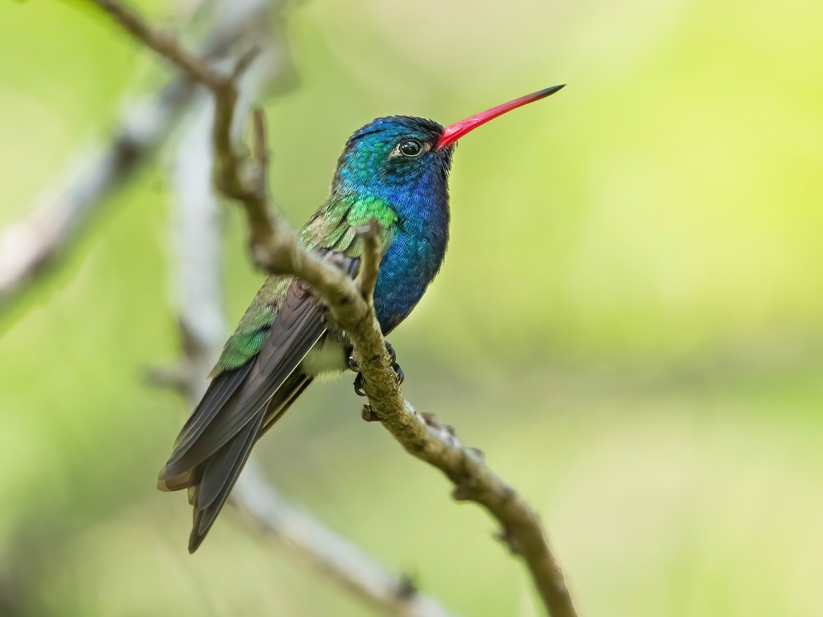 Turquoise-crowned Hummingbird - eBird