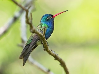  - Turquoise-crowned Hummingbird