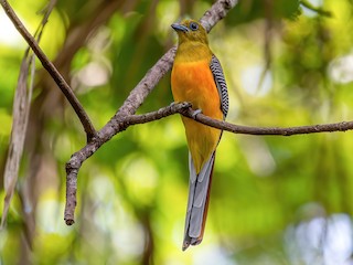  - Orange-breasted Trogon