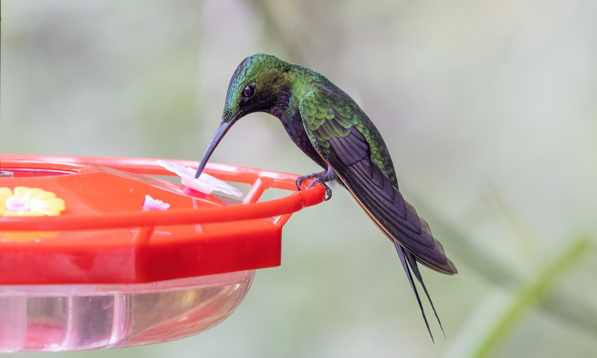 kolibřík zelenoprsý - ML582386211