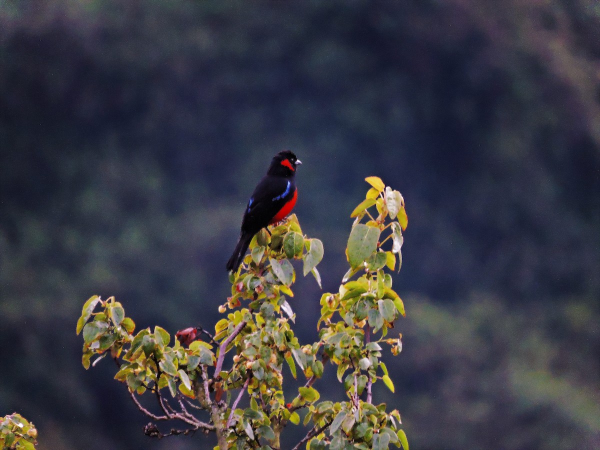Scarlet-bellied Mountain Tanager - ML58239201