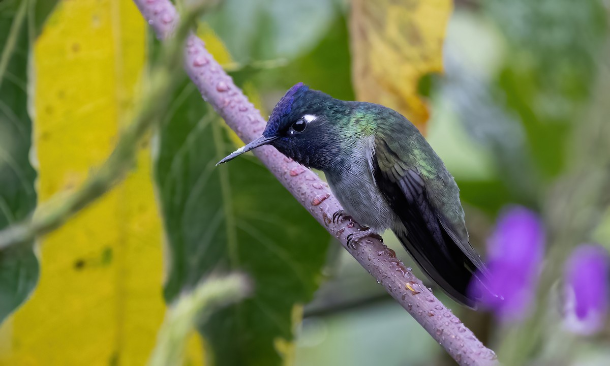 Violet-headed Hummingbird - ML582394141