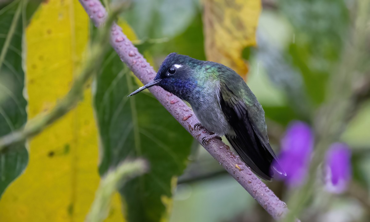 Violet-headed Hummingbird - ML582394151