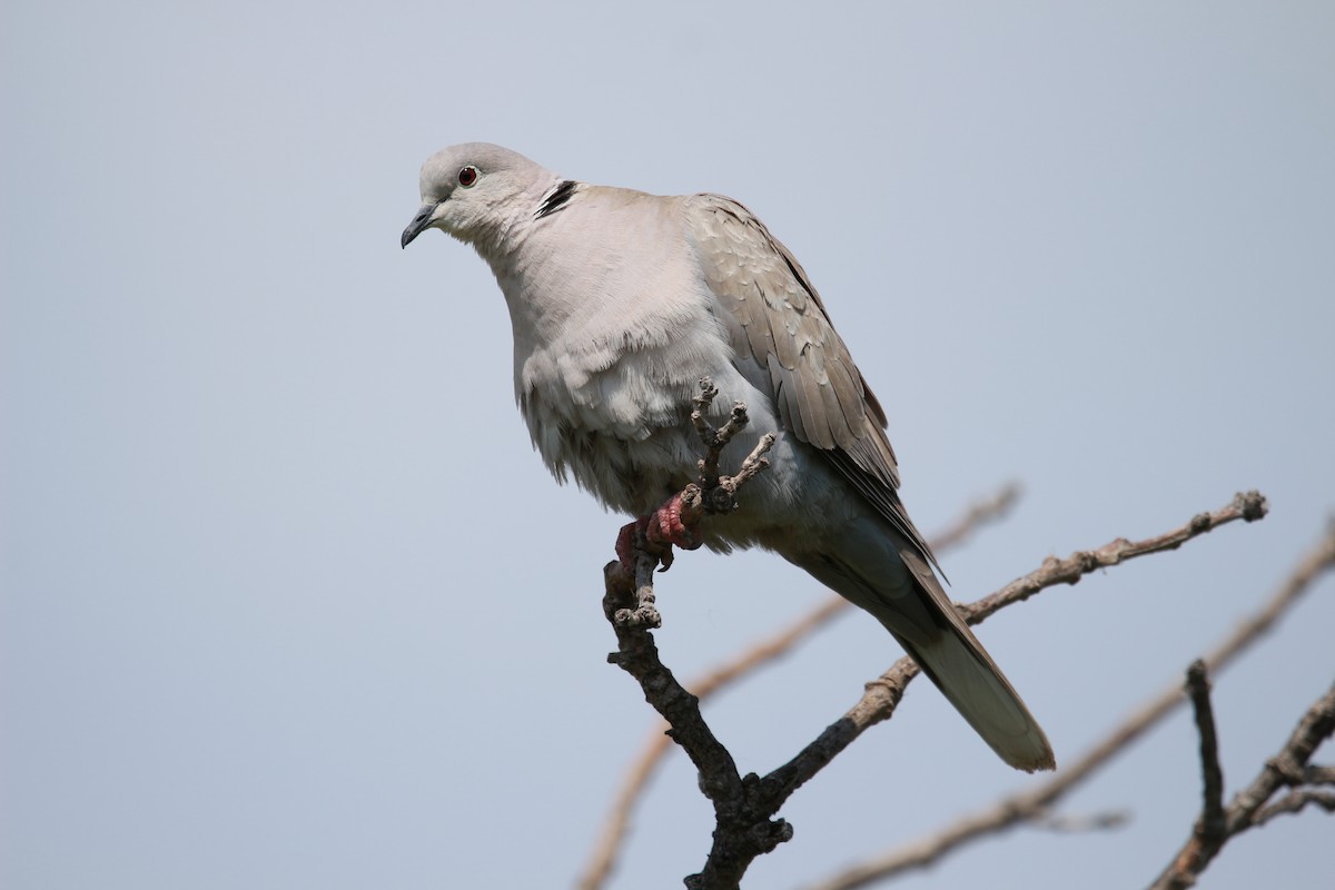 Eurasian Collared-Dove - ML582398981