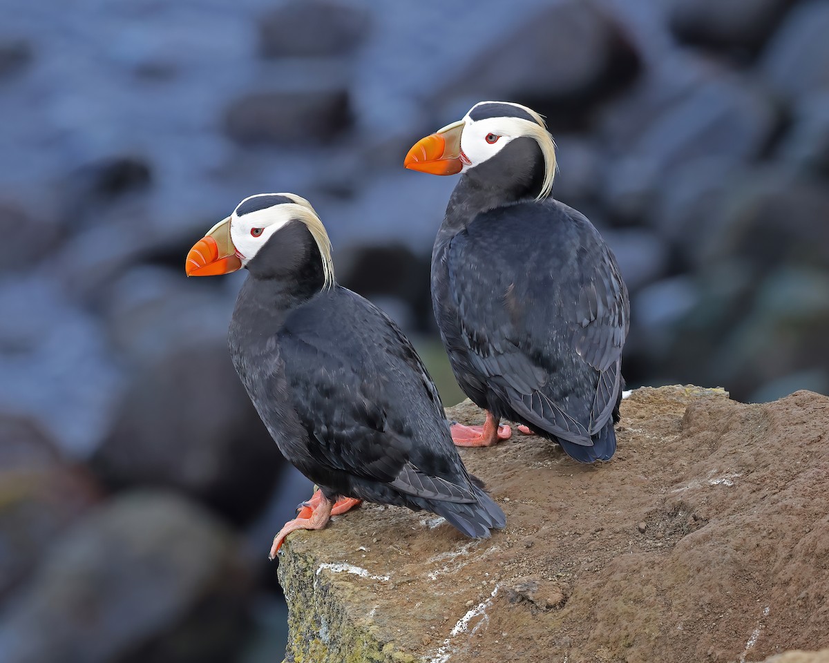 Tufted Puffin - ML582399141
