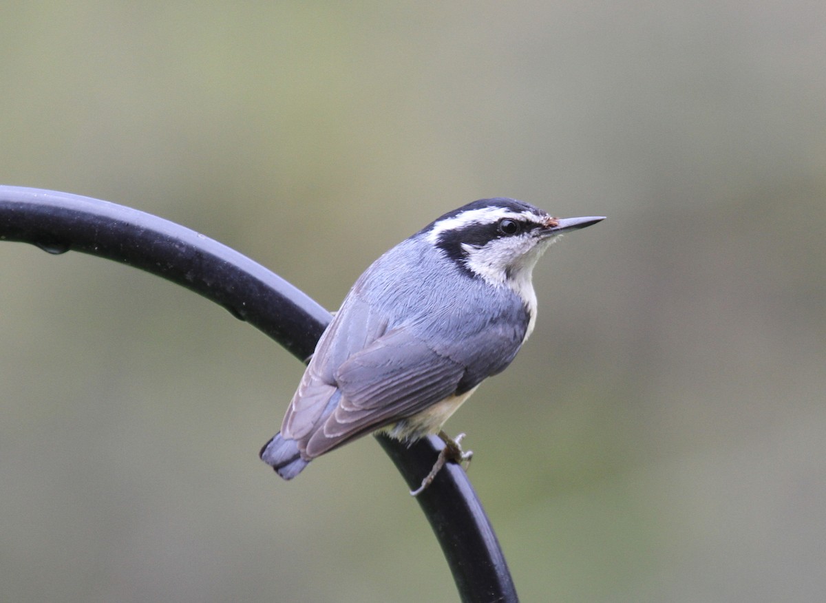 Red-breasted Nuthatch - ML58240181