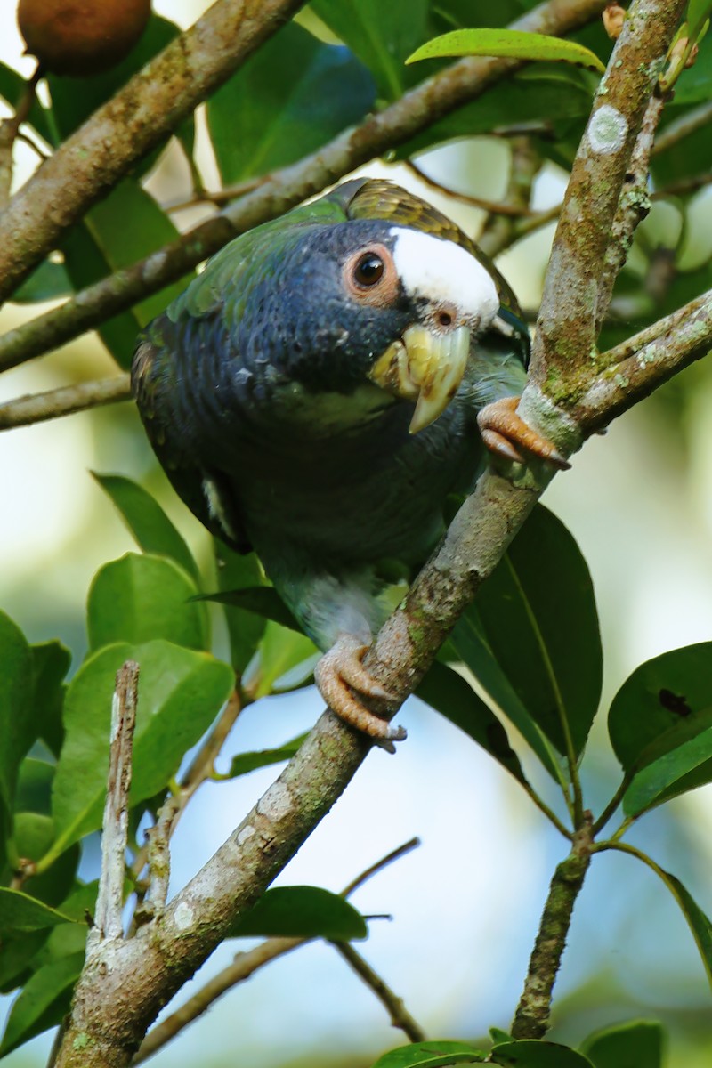 White-crowned Parrot - ML582405891