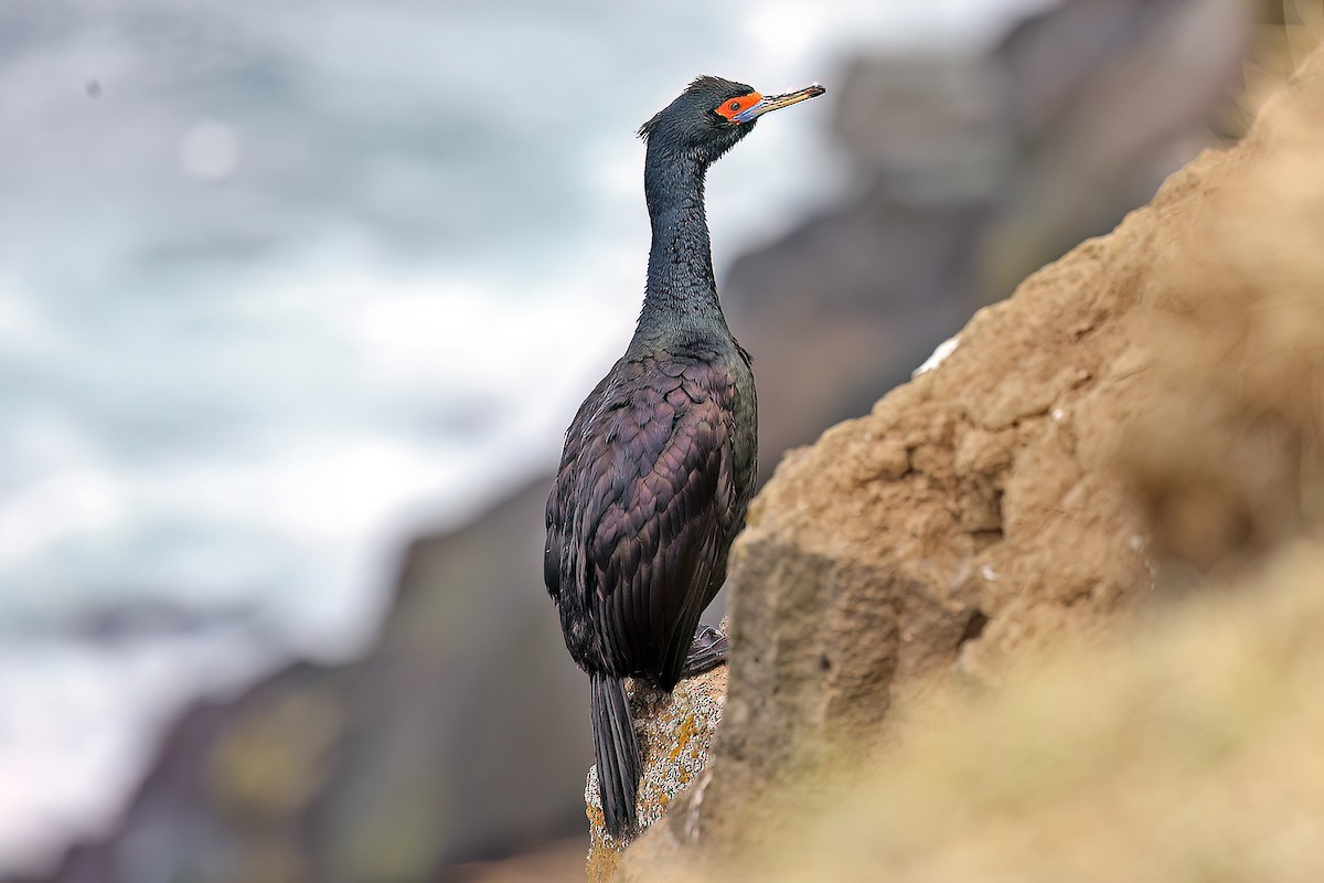 Red-faced Cormorant - ML582406441