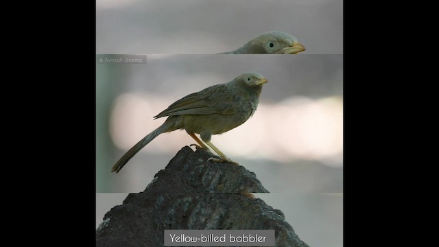 Yellow-billed Babbler - ML582407021