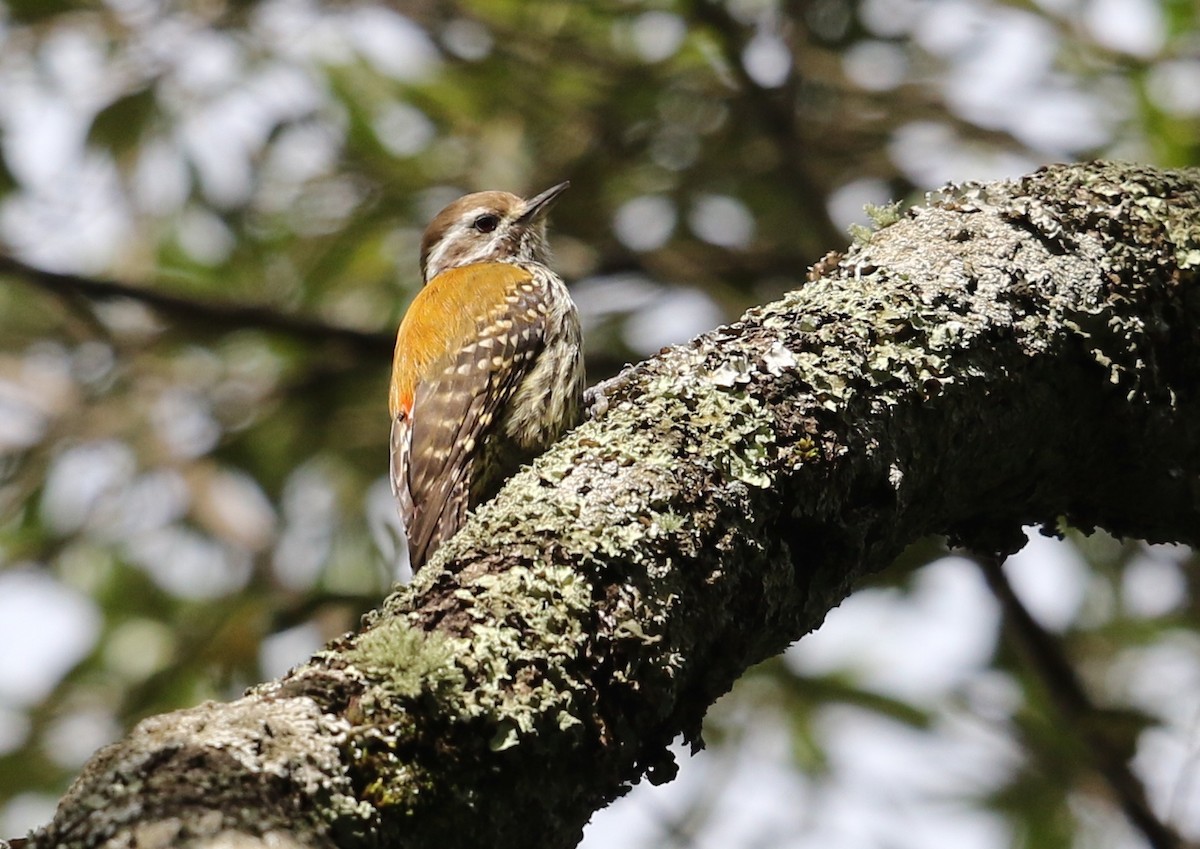 Abyssinian Woodpecker - ML582408561