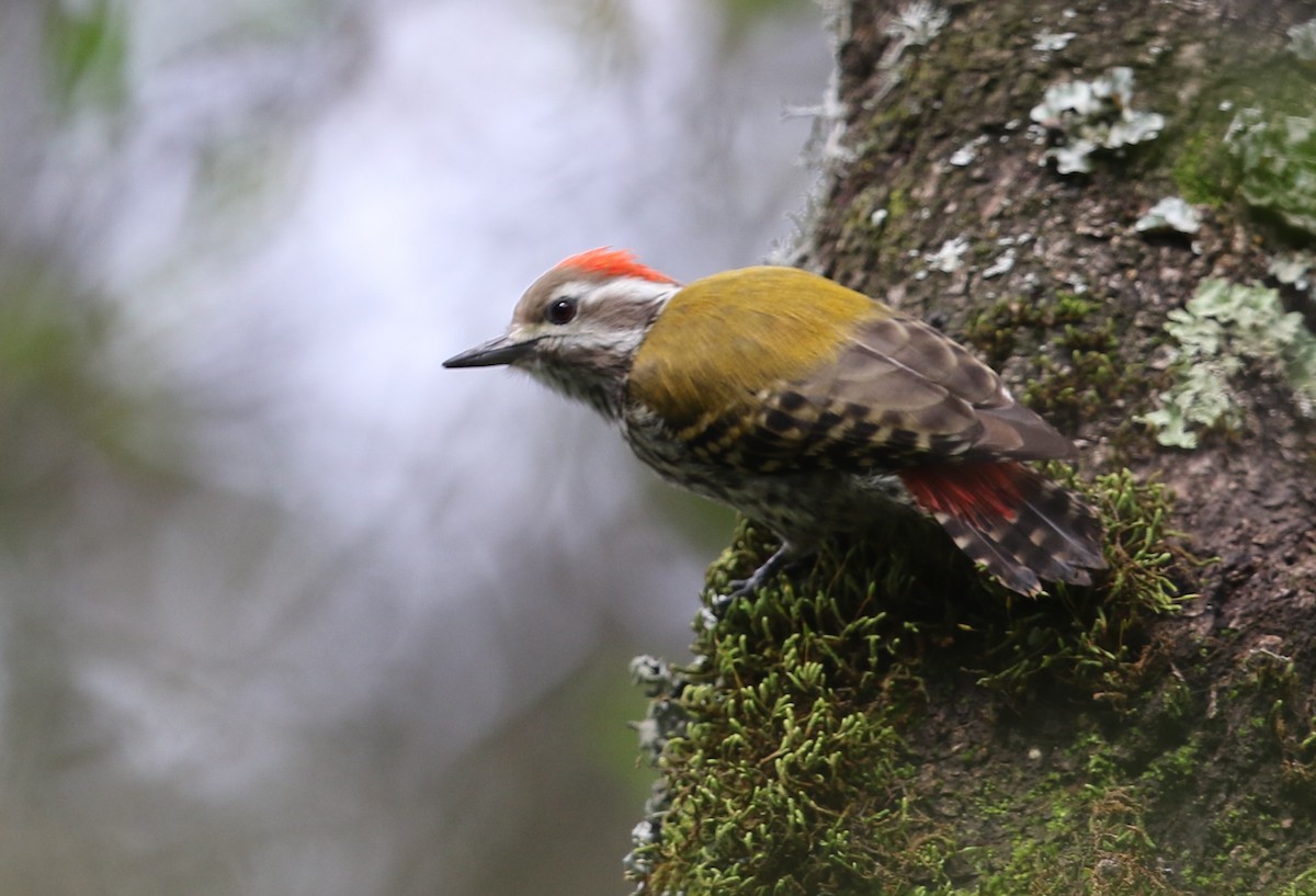 Abyssinian Woodpecker - ML582408571
