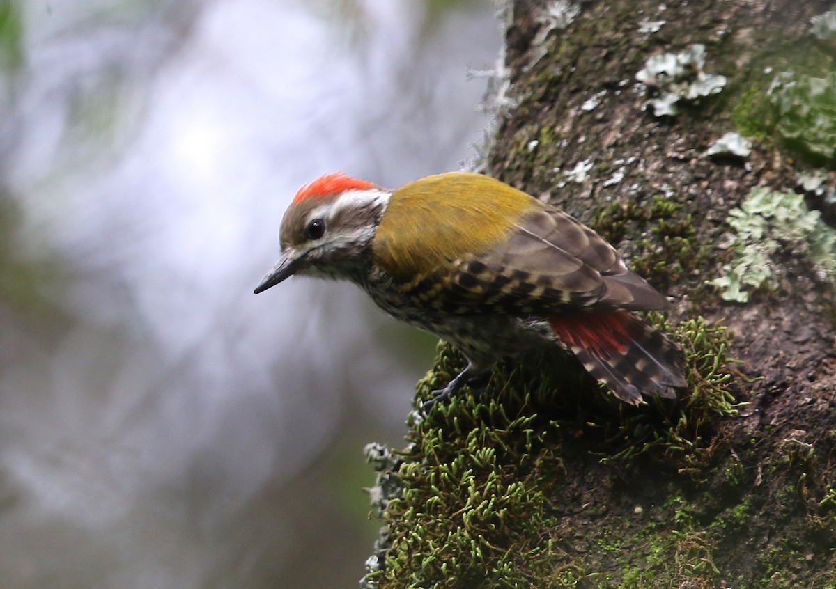 Abyssinian Woodpecker - ML582408581