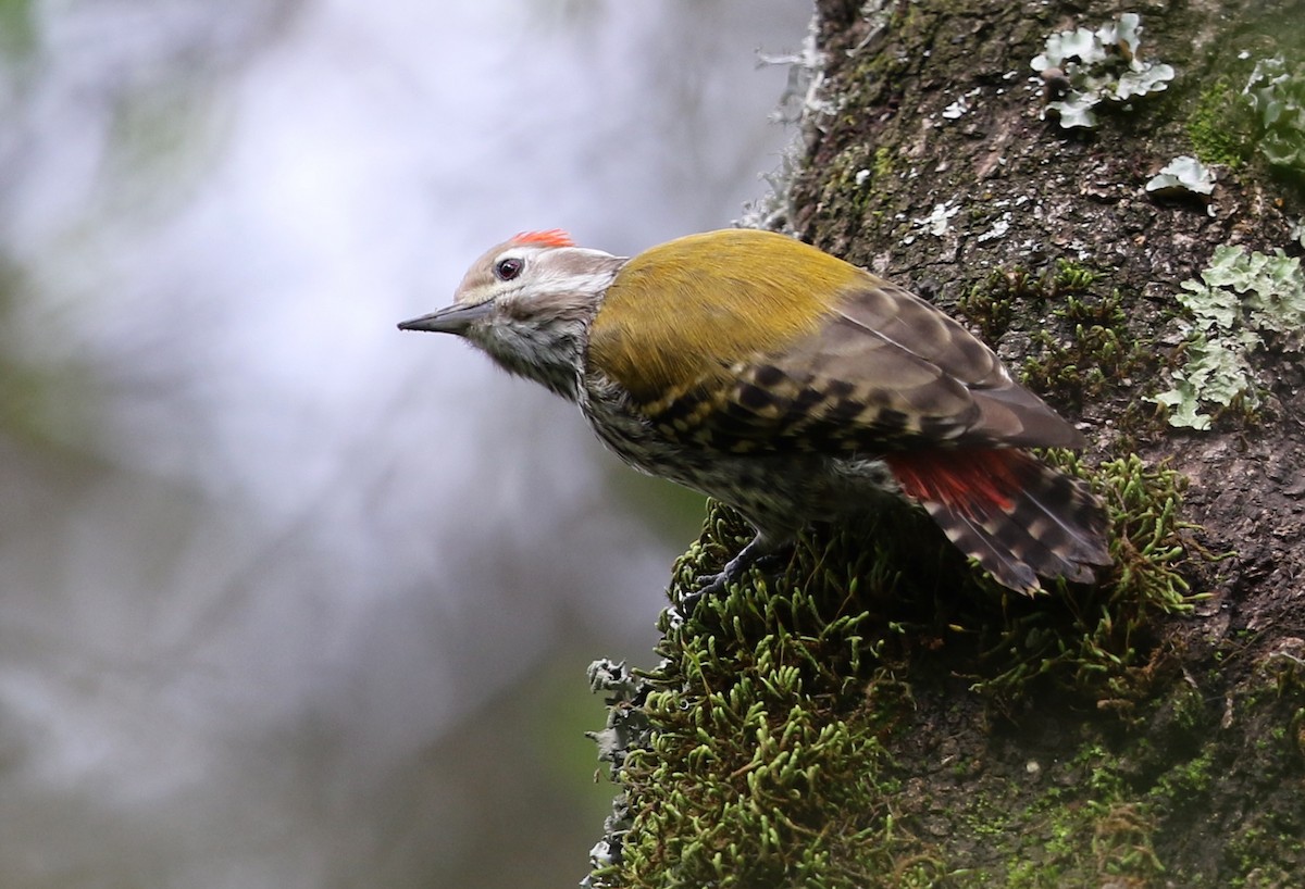 Abyssinian Woodpecker - ML582408591