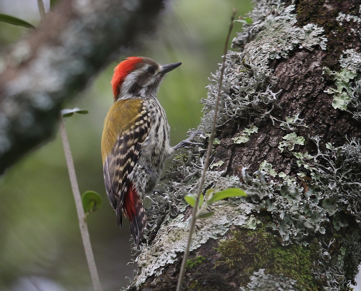 Abyssinian Woodpecker - ML582408601