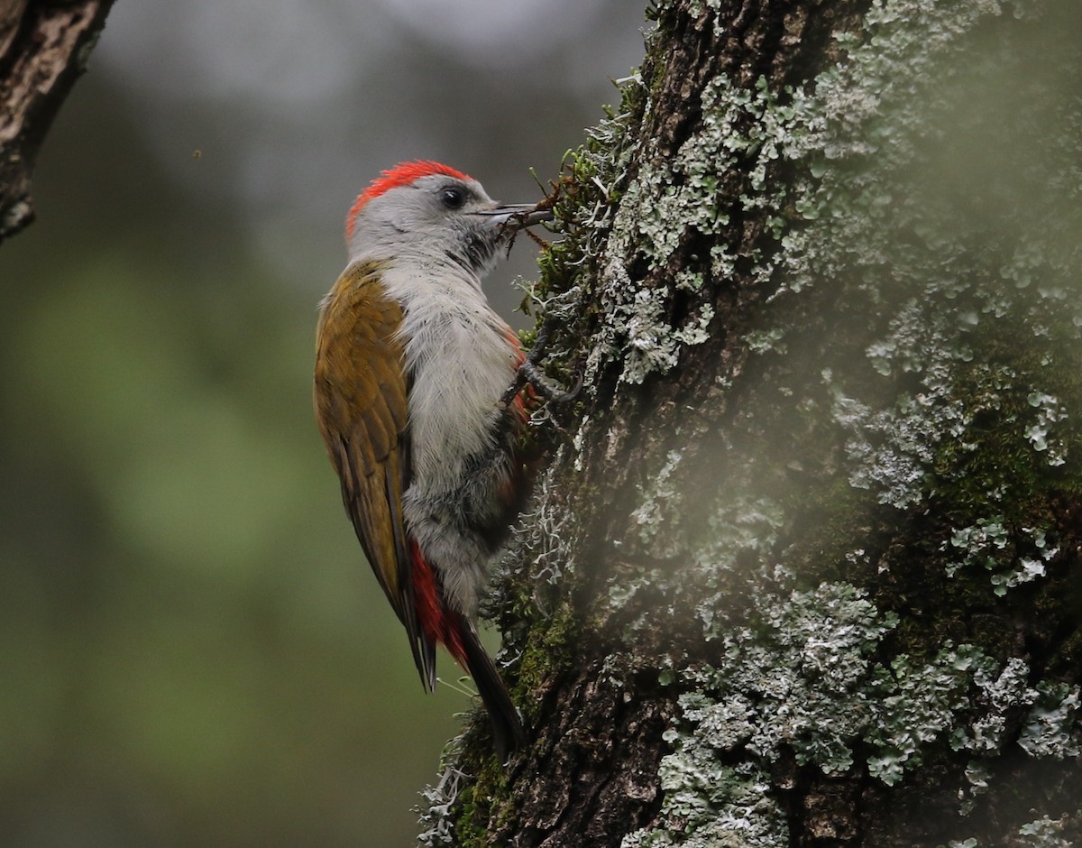Mountain Gray Woodpecker - Michael Buckham