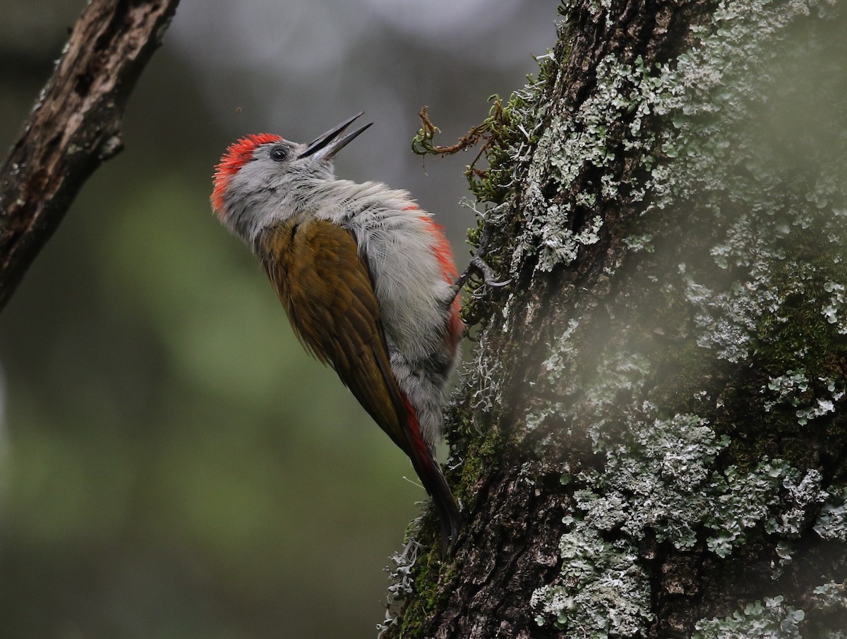 Mountain Gray Woodpecker - ML582408661