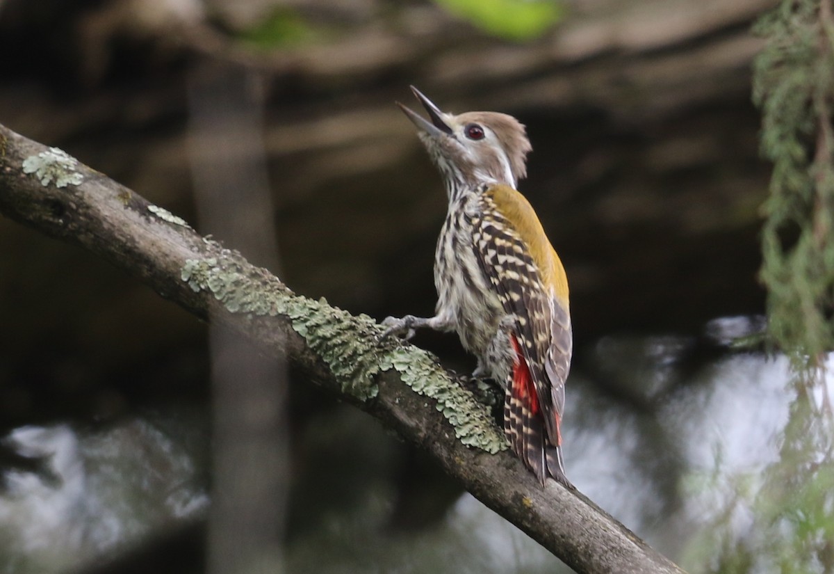 Abyssinian Woodpecker - ML582408671