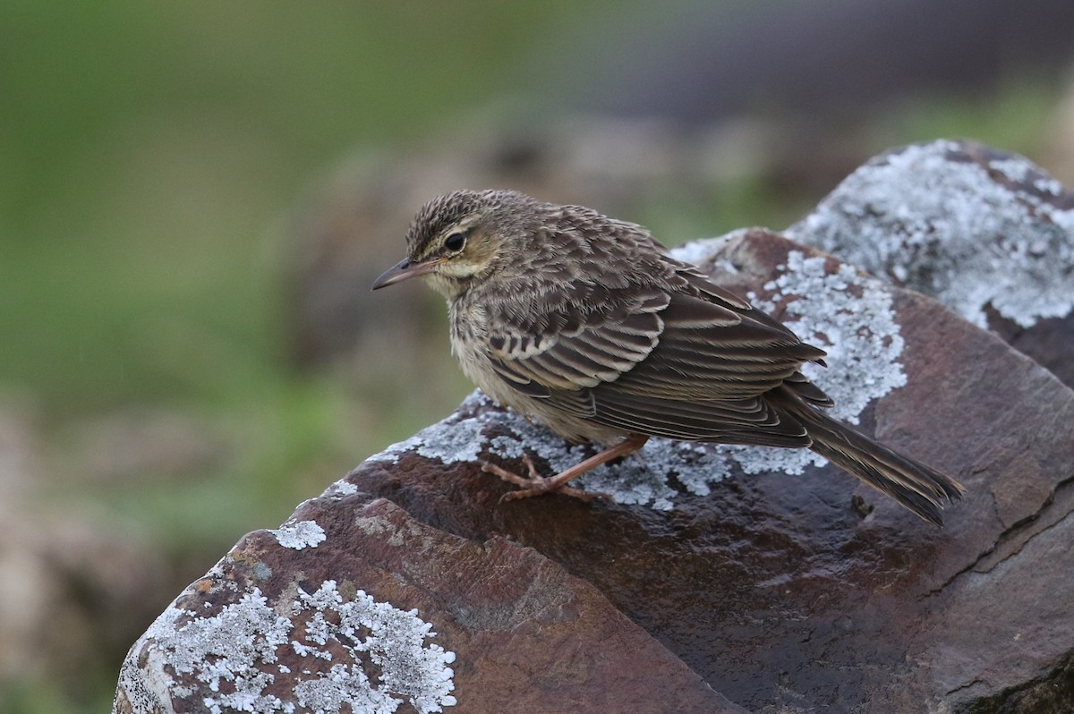 African Pipit - ML582410411