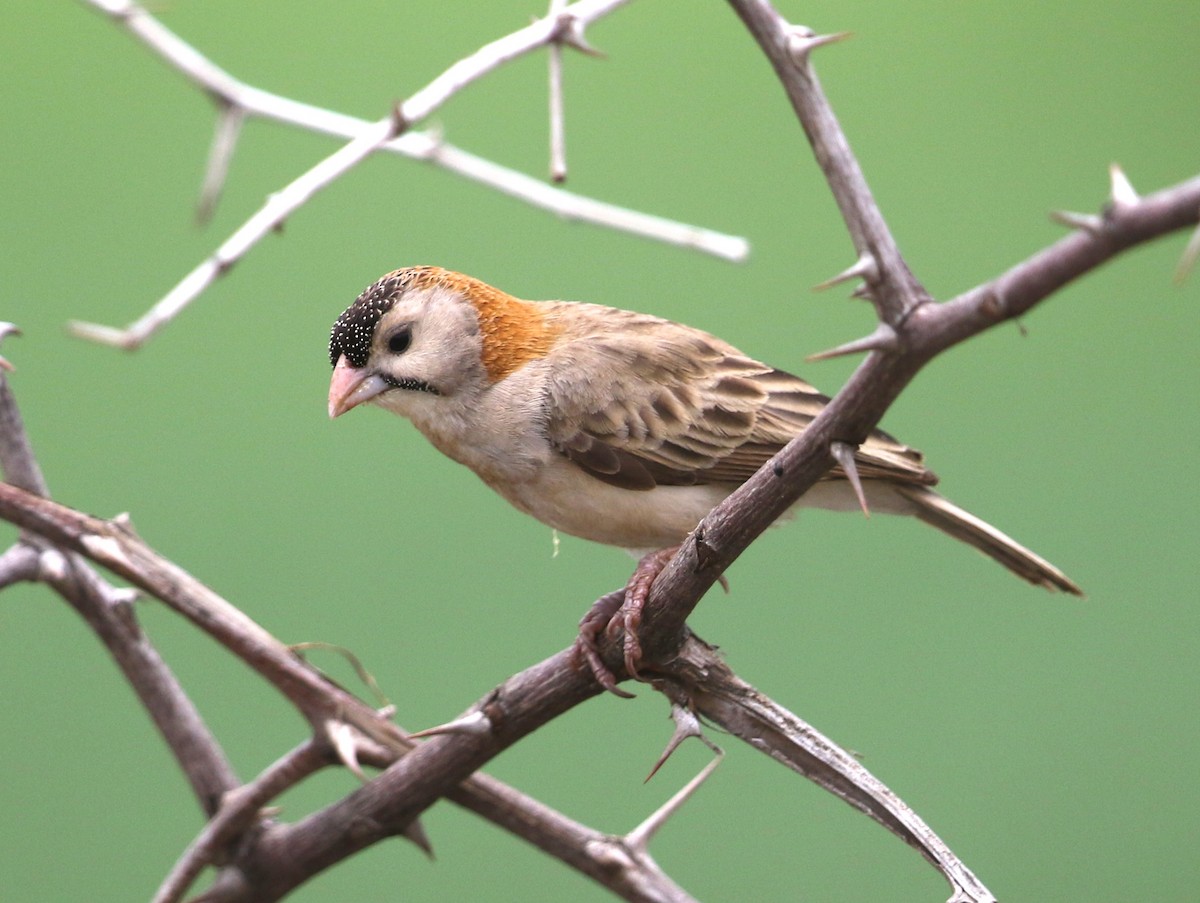 Speckle-fronted Weaver - ML582410611