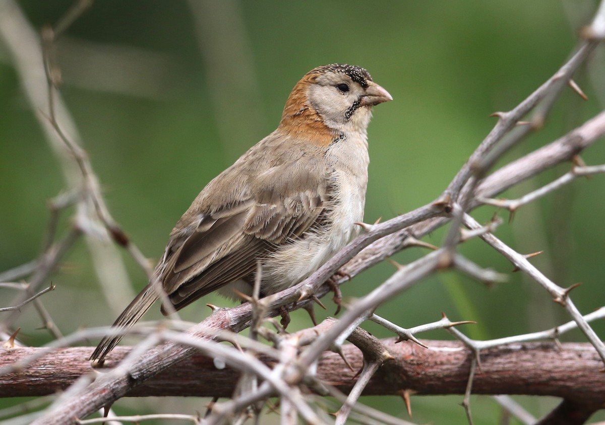 Speckle-fronted Weaver - ML582410621