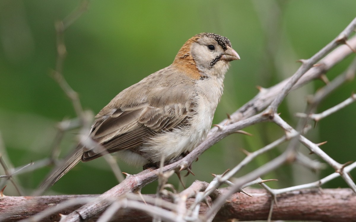 Speckle-fronted Weaver - ML582410641