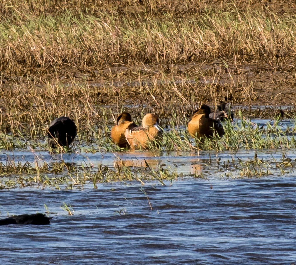 Fulvous Whistling-Duck - ML58241221