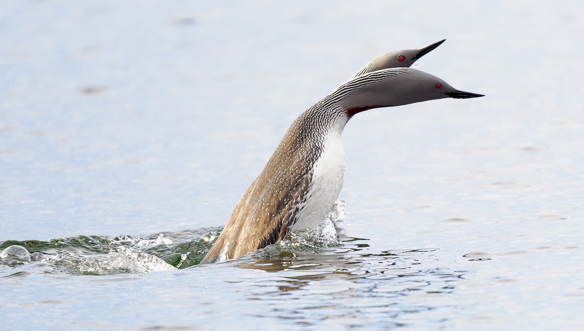 Red-throated Loon - ML582419461
