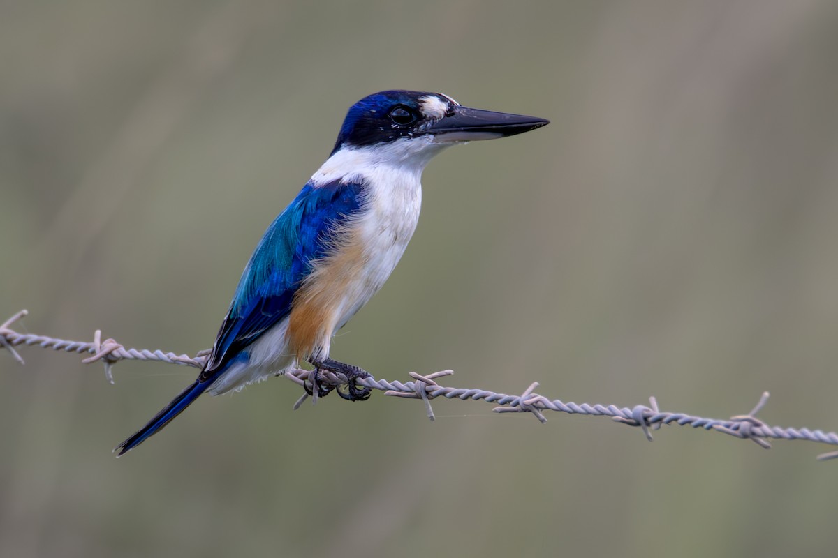 Forest Kingfisher - ML582420271