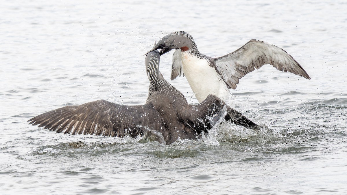 Red-throated Loon - ML582421141