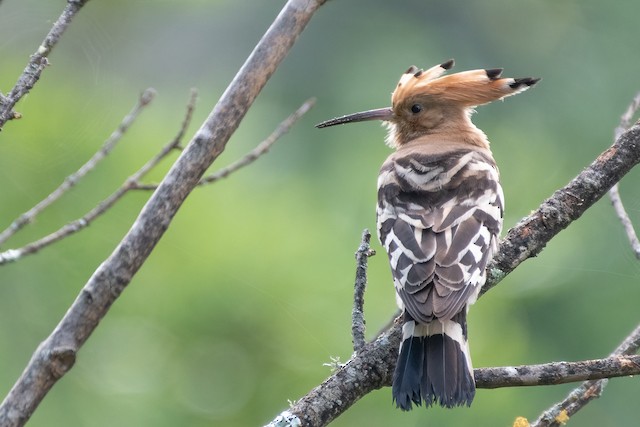 Possible First Alternate Plumage (subspecies&nbsp;<em class="SciName notranslate">epops</em>). - Eurasian Hoopoe - 