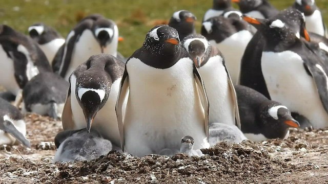 Gentoo Penguin - ML582423871