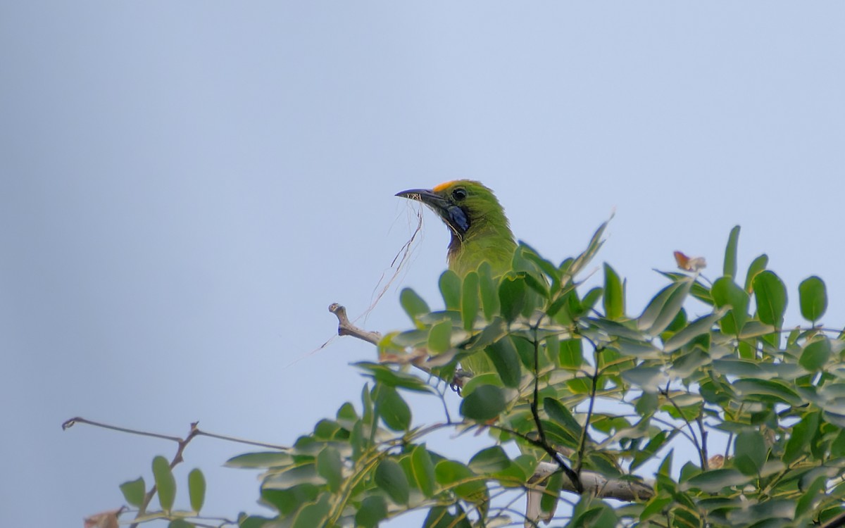 Golden-fronted Leafbird - ML582425161