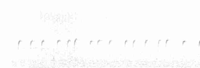 Синьохвіст білобровий - ML582429211