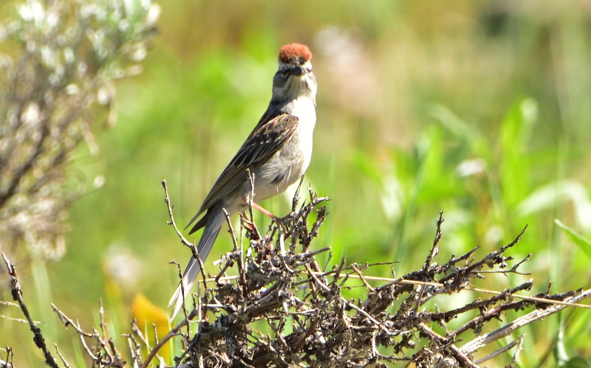 Chipping Sparrow - Don Weber