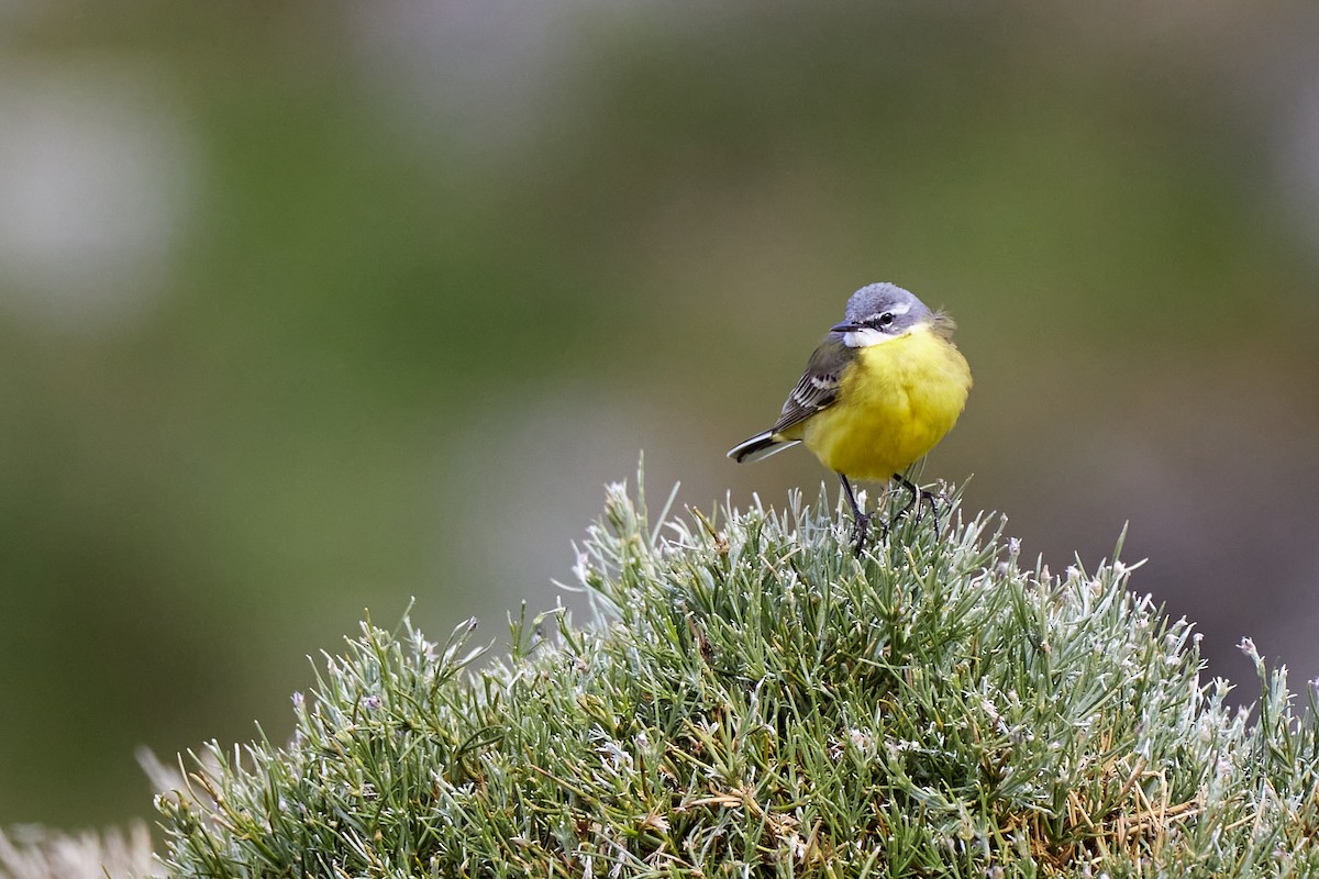 Western Yellow Wagtail - Gonzalo Astete Martín