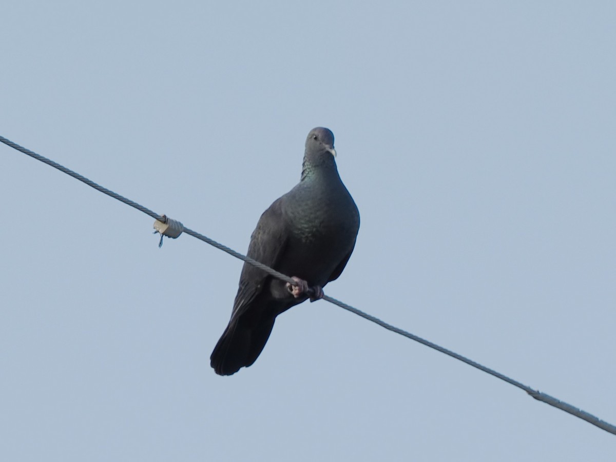 Black Wood-Pigeon - ML582435511
