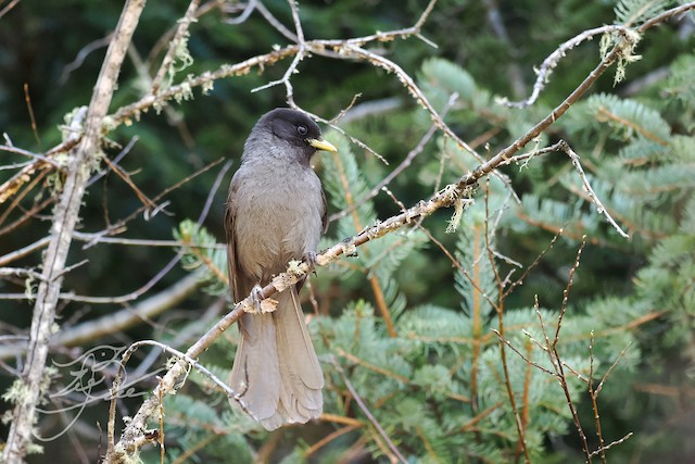 Photos - Sichuan Jay - Perisoreus internigrans - Birds of the World