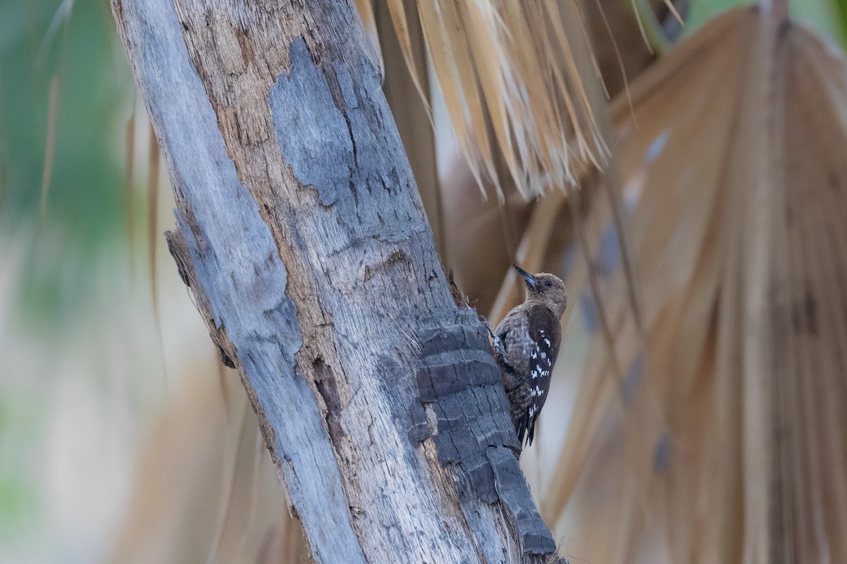 Arabian Woodpecker - ML582436781