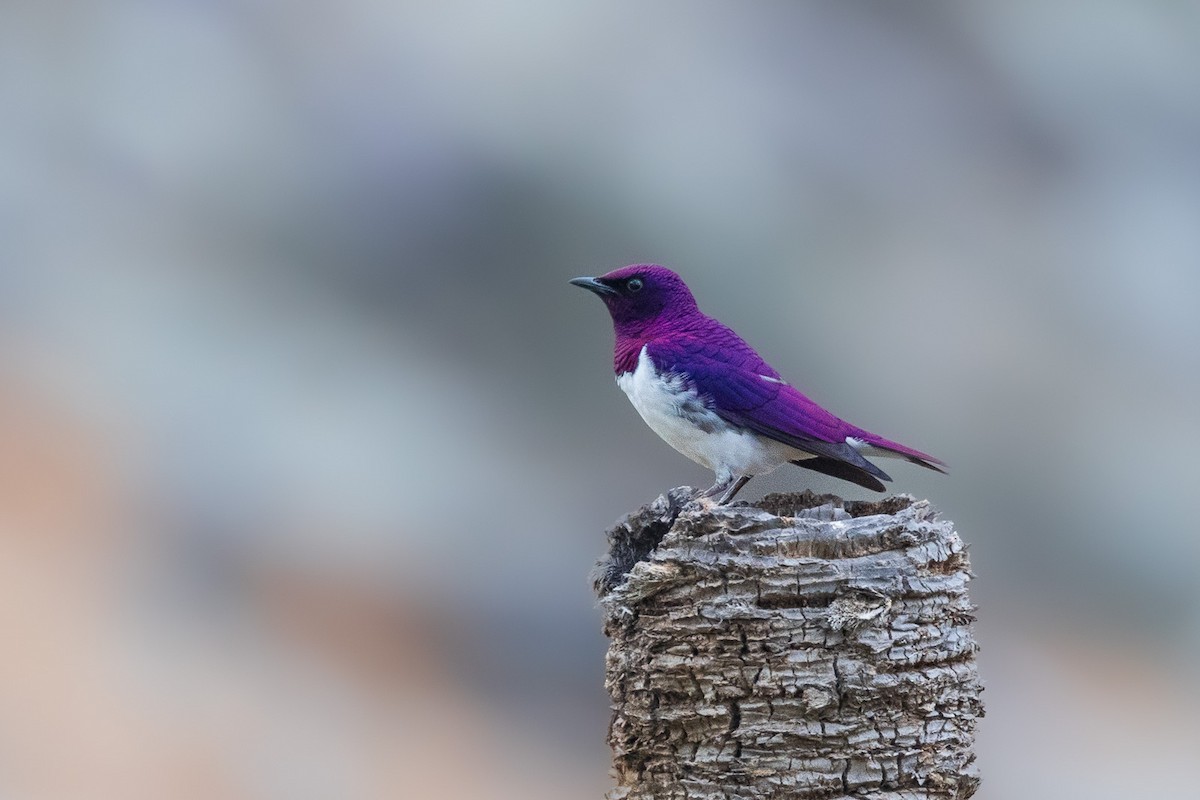 Violet-backed Starling - ML582436841