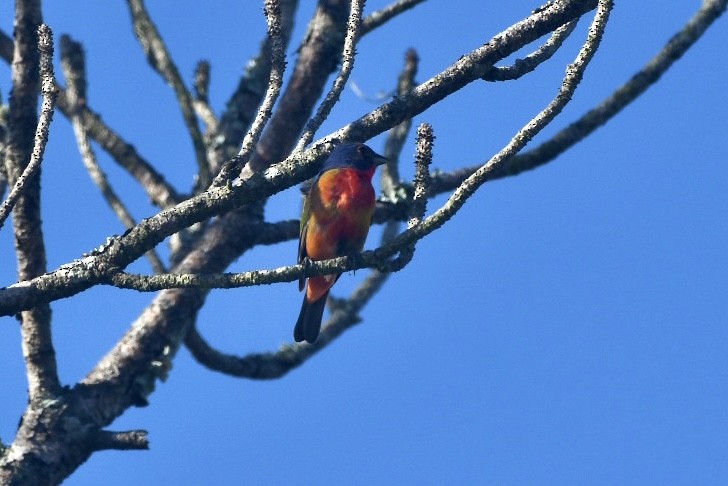 Painted Bunting - ML582439431