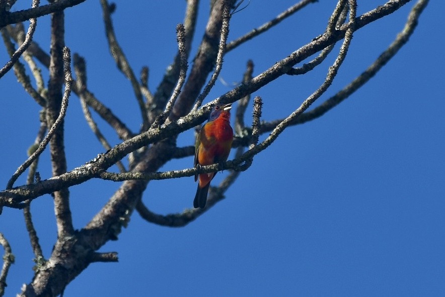 Painted Bunting - ML582439441