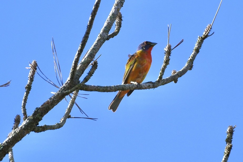 Painted Bunting - ML582439451