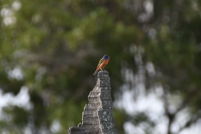 Painted Bunting - ML582440331