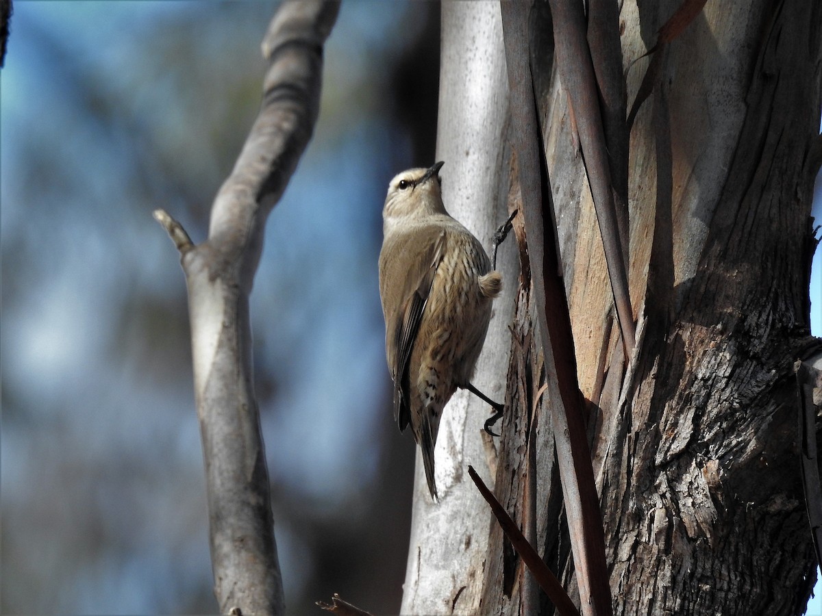 EBird Checklist 7 Jun 2023 Mosquito Creek Rd 24 Species