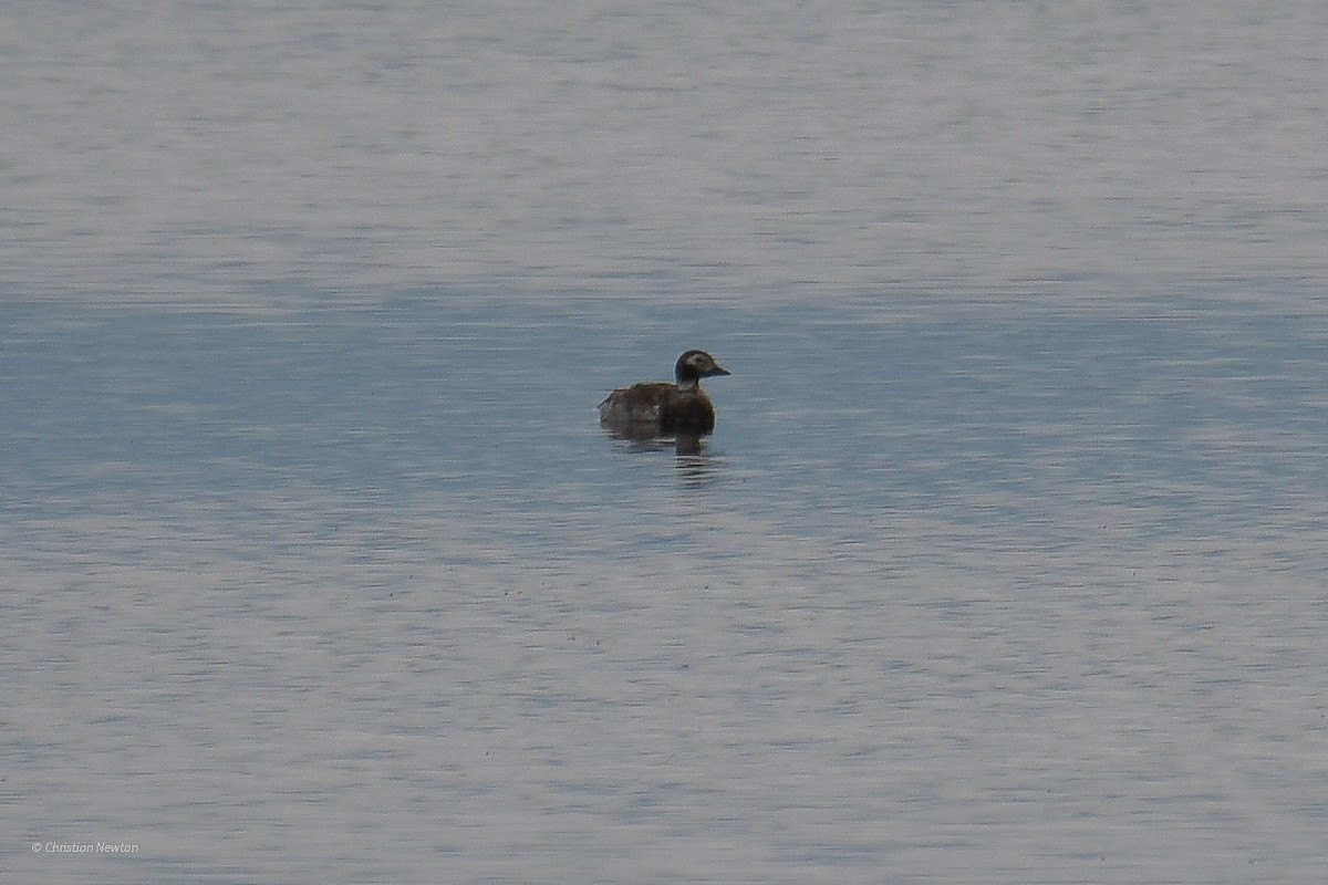Long-tailed Duck - ML582442881