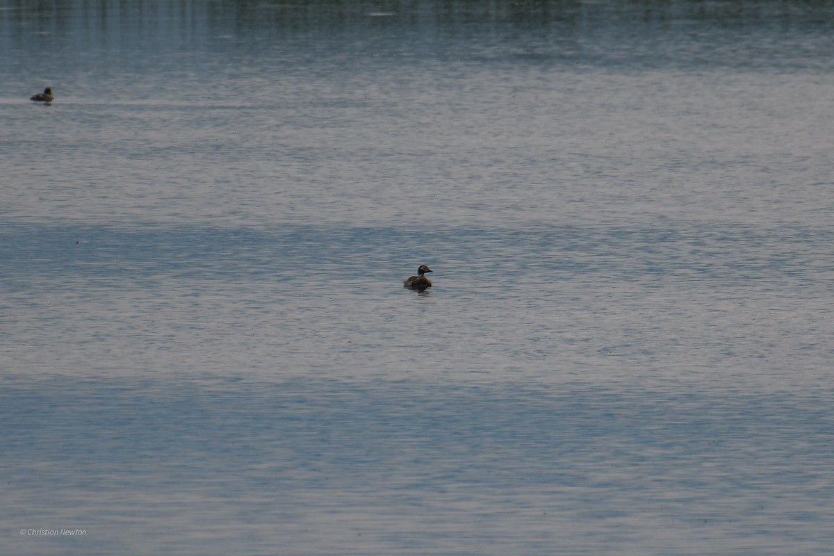 Long-tailed Duck - ML582442911