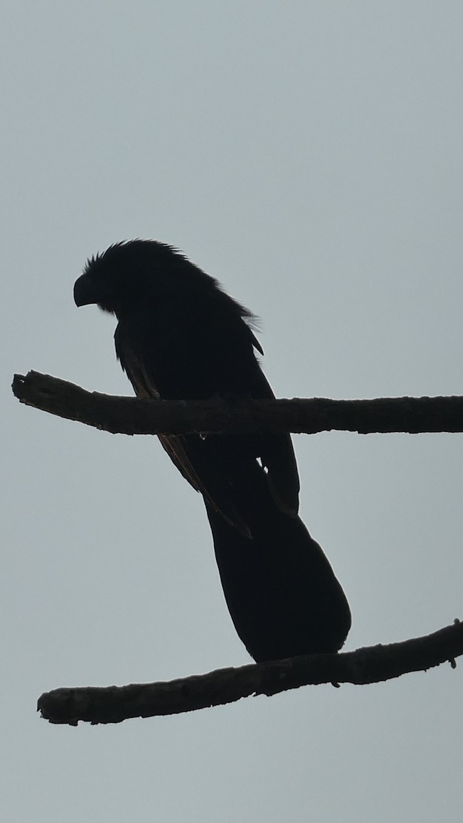 Groove-billed Ani - ML582443921