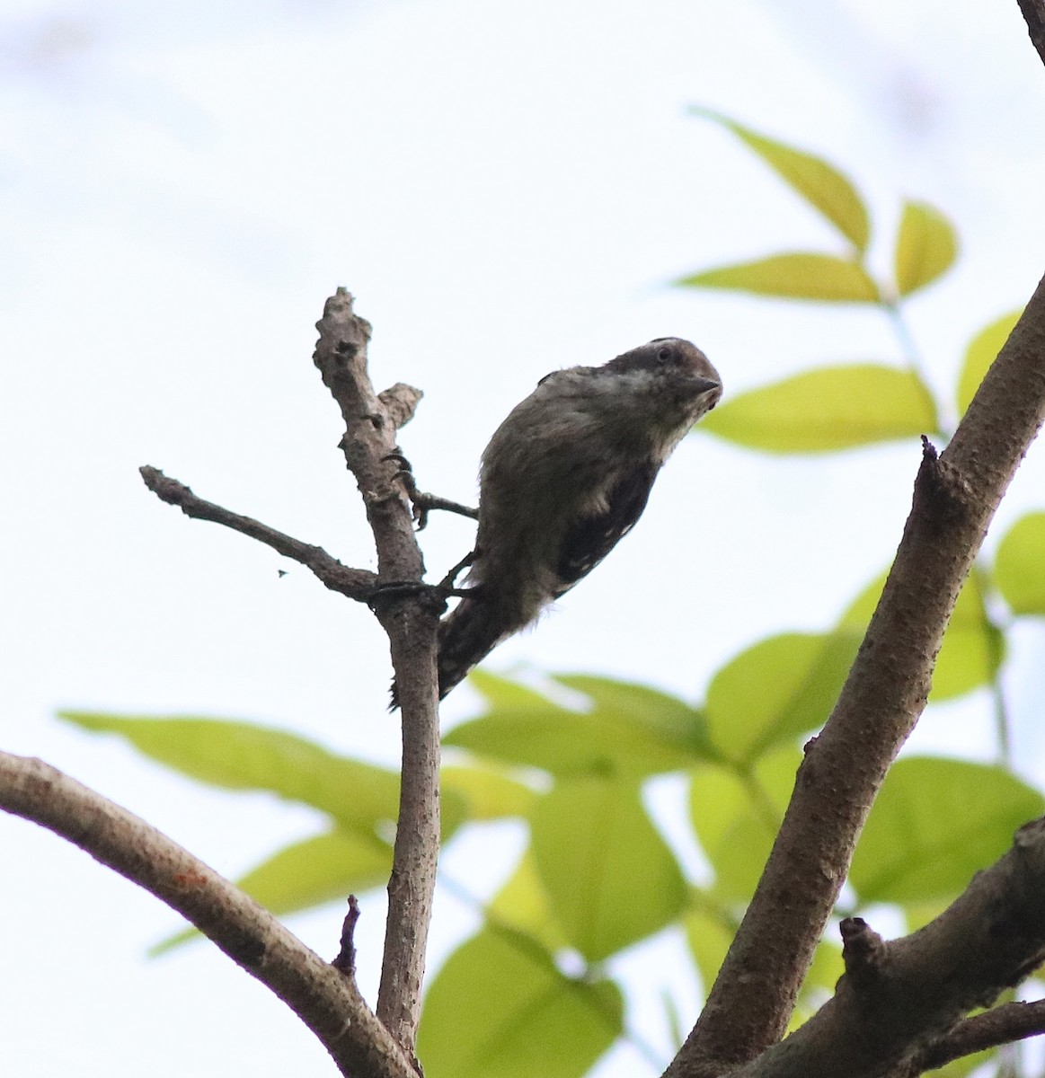 Brown-capped Pygmy Woodpecker - ML582445351